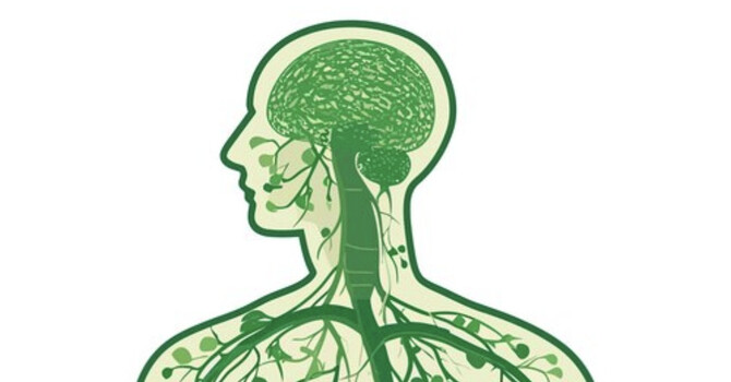 What is Your Lymphatic System? image
